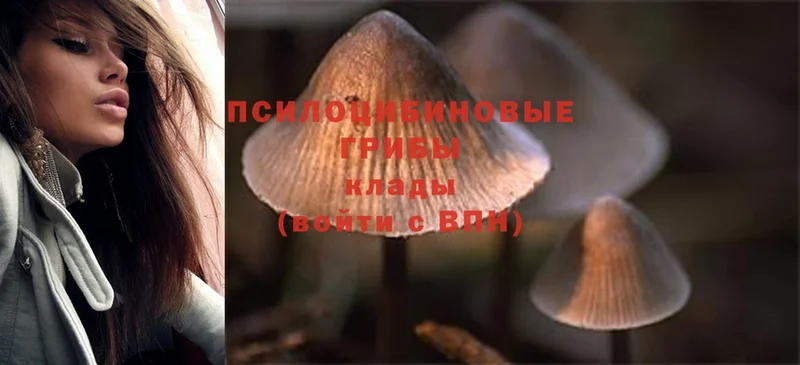 где продают наркотики  Зерноград  Галлюциногенные грибы MAGIC MUSHROOMS 